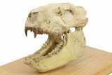 Fossil Oreodont (Merycoidodon) Skull Display - South Dakota #284367-3